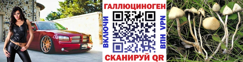 Псилоцибиновые грибы Psilocybe Калач-на-Дону
