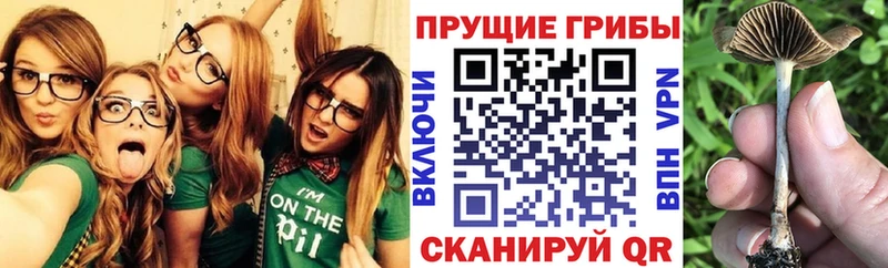 купить закладку  Калач-на-Дону  Галлюциногенные грибы MAGIC MUSHROOMS 
